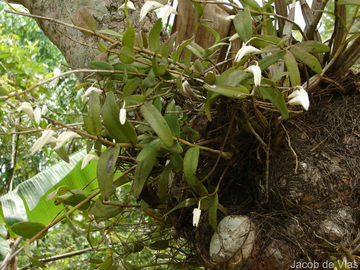 Dendrobium crumenatum Sw.